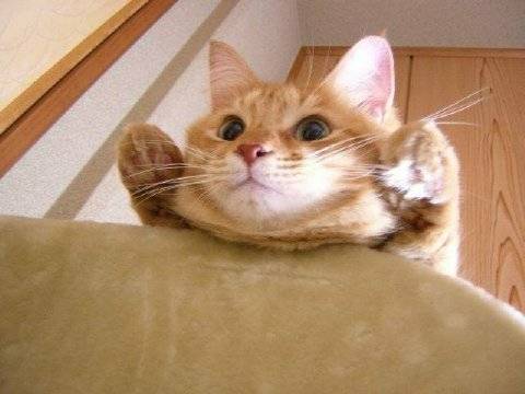 Fin kisse. XD