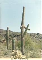 Saguaros Viagras Erectus