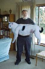 Undrar hur mycket den katten äter per dag..