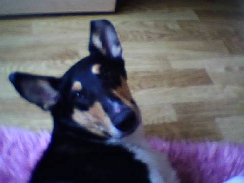 Hunden som det är synd om... xD