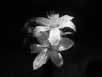 fin blomma^^