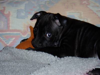 Dolly !