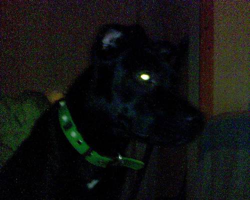 Dolly !