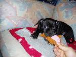 Dolly