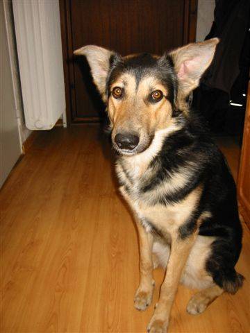 Min hund Rambo=)