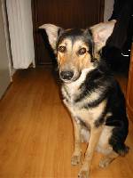 Min hund Rambo=)