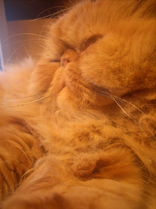 Nisse min gris