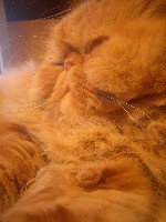 Nisse min gris