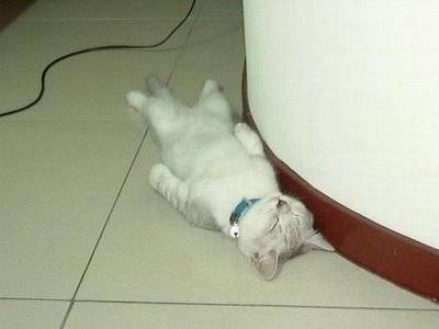 (Föredetta) Full Katt :)