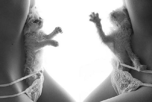Bokstavligen Pussycats?