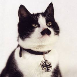 Cool Cat