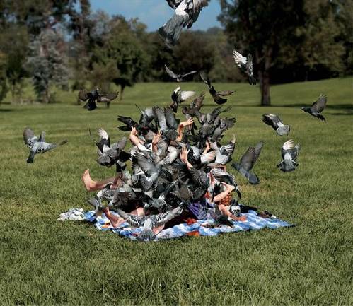 The Birds Strike Back
