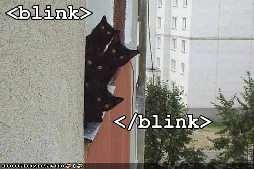 SUP CATZ!