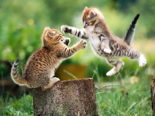 Catfight eller va?
