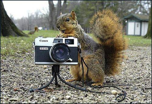CHEESE!!!