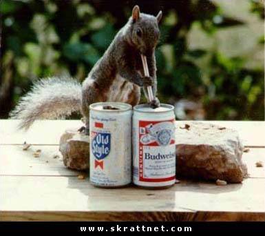 BeerSquirrel