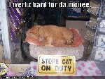 Schhh! Han sover