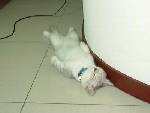 (Föredetta) Full Katt :)