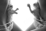 Bokstavligen Pussycats?
