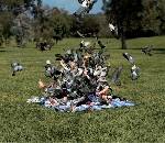The Birds Strike Back