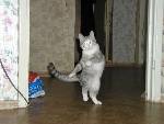 Lets Dance inspirerad katt :)