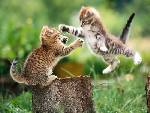 Catfight eller va?