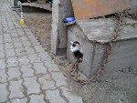 Beware of the dog?