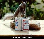 BeerSquirrel