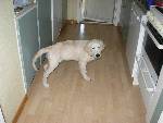 våran hund \"3lla\" kommentera ffs!