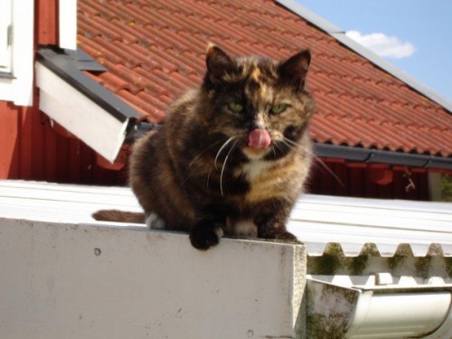 Rip Josie