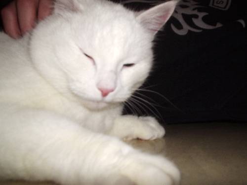 katten Sessan