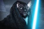 OBI-CAT-NOBI