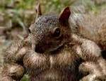 min ekore väl tränad
