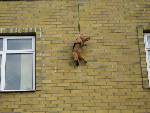 MORD eller flygande Hund hmm ? ? ? ? ?