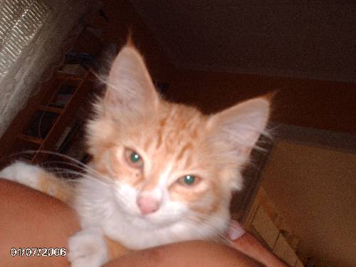 min katt