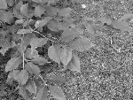 Bild av lillise920301