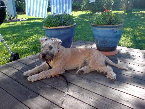 min hund:)!