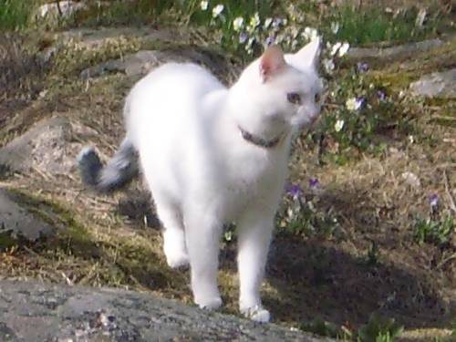Grannkatten på besök :P