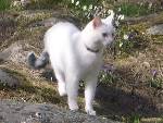 Grannkatten på besök :P