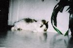 min katt