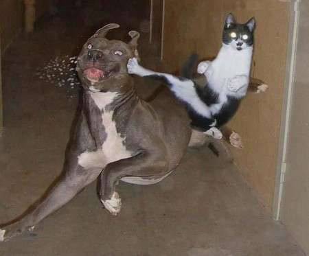 hunden får spö av en katt
