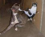 hunden får spö av en katt