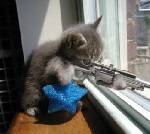 katten är ond