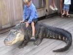 en liten kille rider på en krokodil
