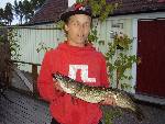 Bild av lindhen