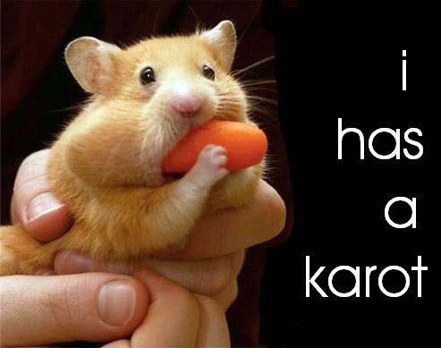 hamster med morot