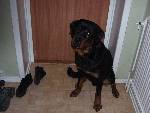 bamse XD min bror förra hund..