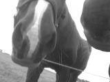 Lachan´s mule , DEN E MJUK ^^