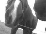 Lachan´s mule , DEN E MJUK ^^