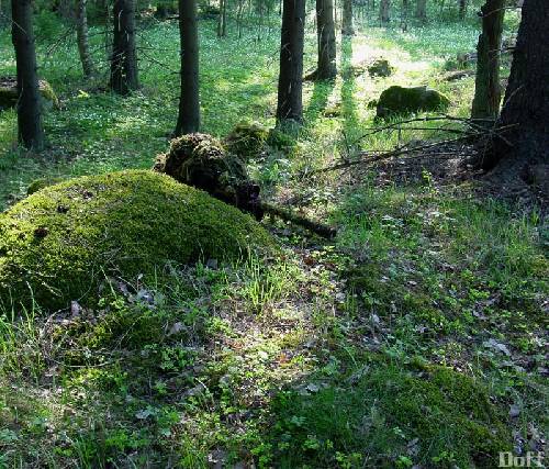 jag i skogen